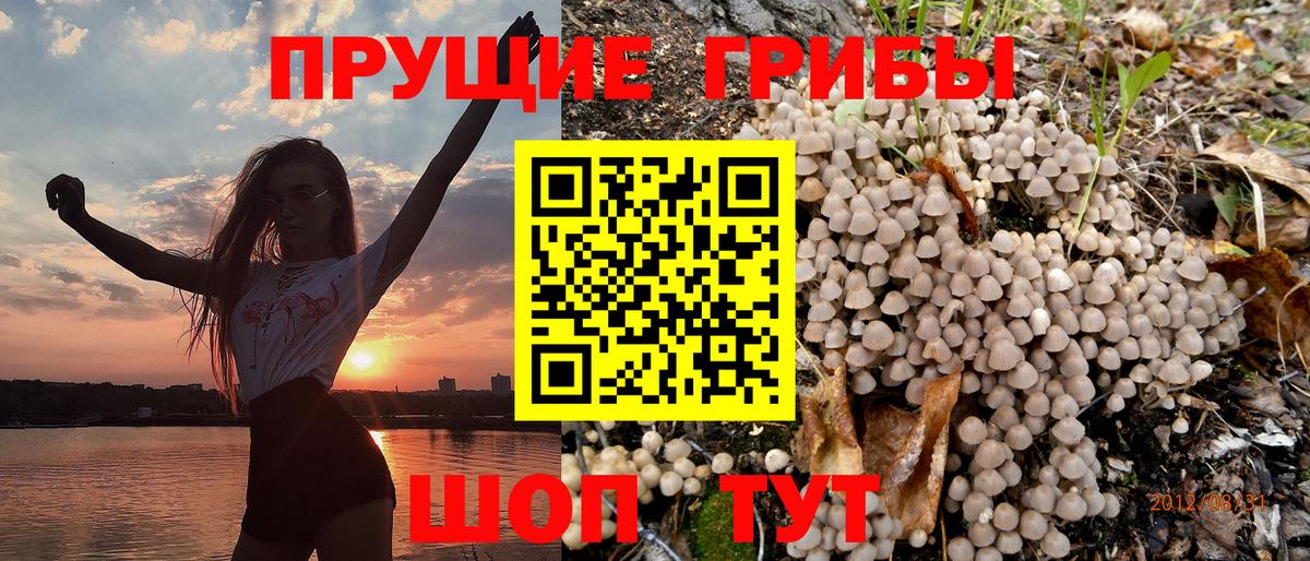 Псилоцибиновые грибы GOLDEN TEACHER  Вход с VPN  Галлюциногенные грибы GOLDEN TEACHER  Туапсе 
